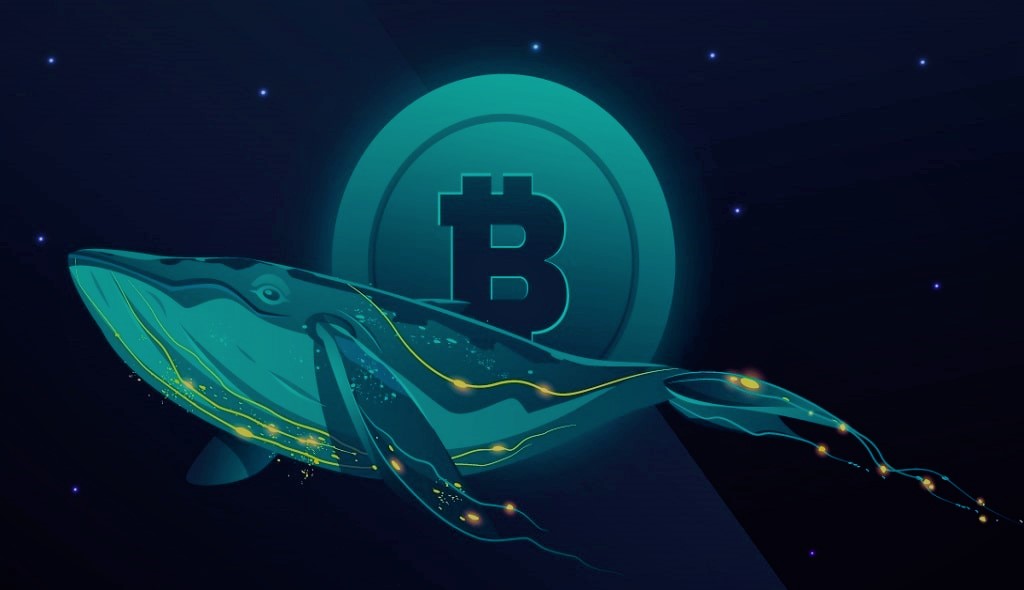 Bitcoin Balina Sayıları Artışa Geçti, Boğa Sezonu Geliyor Mu ?