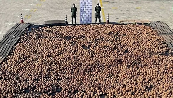 Kolombiya Polisi, İçi Sıvı Kokainle Dolu Yaklaşık 20 Bin Hindistan Cevizi Ele Geçirdi!